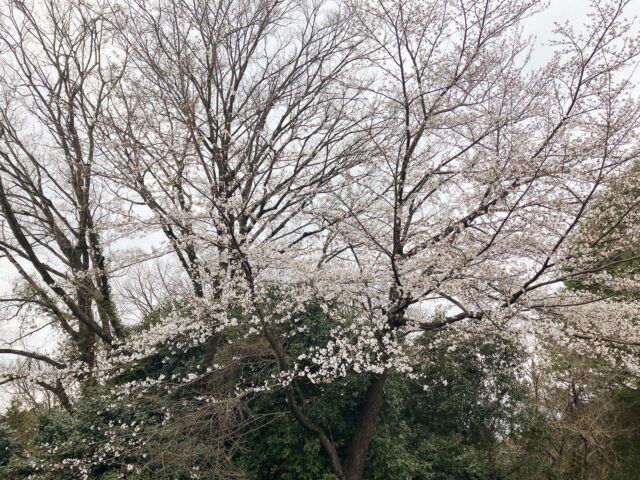 桜🌸がやっと咲き始めました♪
コースの桜を見ながらプレーするのに最高な季節となりました。
ご来場お待ちしております💁‍♀️
♯豊田カントリー倶楽部
♯トヨカン
♯ゴルフ
♯golf
♯ゴルファー
♯豊田市ゴルフ